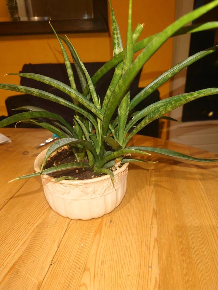 Mooie Sansevieria trifasciata Fernwood, Huis en Inrichting, Kamerplanten, Vetplant, Minder dan 100 cm, Groene kamerplant, Halfschaduw