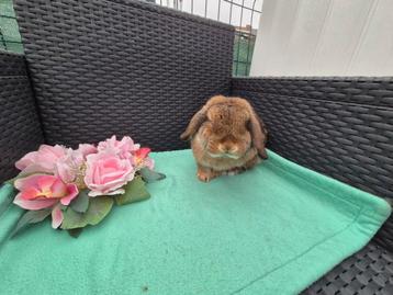 Super mooi Minilop voedstertje  beschikbaar voor biedingen