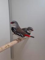 1-1 Diamant vinken, Meerdere dieren, Tropenvogel, Geringd