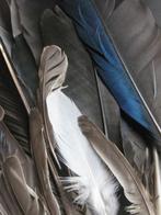Set van 20 Vogelveren / Veren in Diverse Afm   Zwart / Grijs, Verzenden