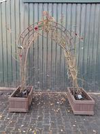 Rozenboog, rode klimroos kletterroos incl ijzeren sier boog, Tuin en Terras, Ophalen, Overige soorten, Struik, 100 tot 250 cm