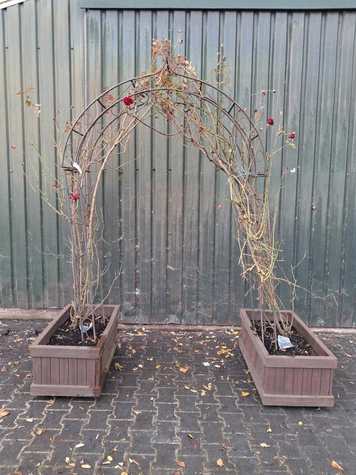 Rozenboog, rode klimroos kletterroos incl ijzeren sier boog, Tuin en Terras, Planten | Struiken en Hagen, Struik, Overige soorten