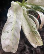 Rhaphidophora Puberula #2, Overige soorten, Minder dan 100 cm, Groene kamerplant, Halfschaduw
