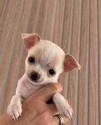 Chihuahua teef pupje, Dieren en Toebehoren, Parvo, 8 tot 15 weken, Teef, Eén hond