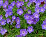 Geranium Rozanne 2 literpot of 7,5 literpot lang bloeiend, Ophalen, Zomer, Overige soorten, Volle zon