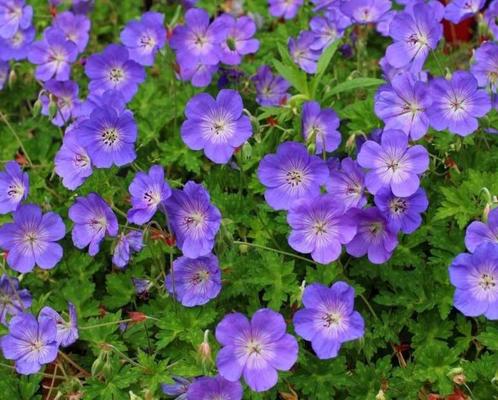 Geranium Rozanne 2 literpot of 7,5 literpot lang bloeiend, Tuin en Terras, Planten | Tuinplanten, Overige soorten, Volle zon, Zomer