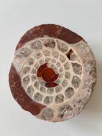 Prachtig ammoniet amoniet, Verzamelen, Mineralen en Fossielen, Ophalen of Verzenden