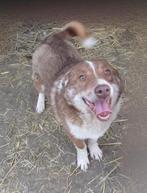 knuffel Perry ter Adoptie!, Particulier, Rabiës (hondsdolheid), Reu, Buitenland