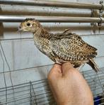 Bosfazant kuikens, Dieren en Toebehoren, Meerdere dieren, Overige soorten
