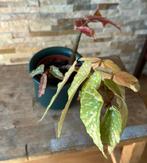 Bladbegonia “ angelwing” in pot, Overige soorten, In pot, Minder dan 100 cm, Bloeiende kamerplant