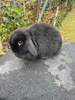 Minilop voedster, Vrouwelijk