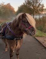 Kaptoom (mini) shetlander, Dieren en Toebehoren, Ophalen of Verzenden, Zo goed als nieuw, Overige soorten