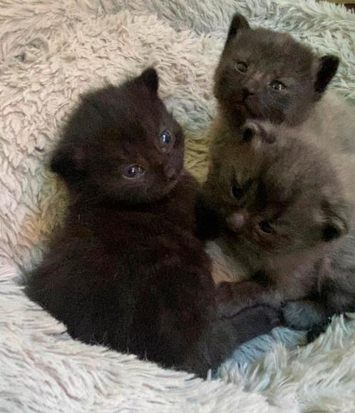 Kittens te koop!, Dieren en Toebehoren, Katten en Kittens | Overige Katten, Kortharig, Poes, 0 tot 2 jaar