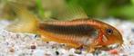 Corydora Red stripe (CW14) - Koidream Valburg