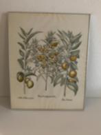 Afbeelding citrusfruit in aluminium wissellijst 60,5x48,5 cm, Ophalen, Minder dan 50 cm, 50 tot 75 cm, Metaal of Aluminium
