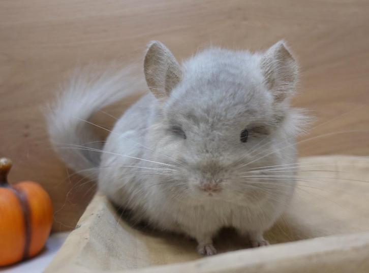 Chinchilla: Prachtig Angora mannetje (LEGAAL), Dieren en Toebehoren, Knaagdieren, Mannelijk, Chinchilla, Juni, Tam