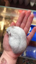 Hamster, Dieren en Toebehoren, Minder dan 60 cm, Minder dan 75 cm, Ophalen of Verzenden, Hok