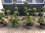 Ilex crenata kinme tuinbonsai meerstamig, Vaste plant, Bloeit niet, Halfschaduw, Ophalen