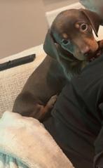 mooie Kaninchen dwergteckel pups nog 1 teefje beschikbaar, Rabiës (hondsdolheid), 8 tot 15 weken, Meerdere dieren, Eén hond