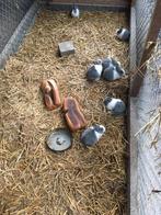 Hollandertjes - dwergkonijnen, Dieren en Toebehoren, Konijnen, Meerdere dieren, Klein, 0 tot 2 jaar