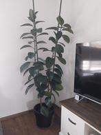 Hele grote kamerplant Ficus. 220 cm hoog, Huis en Inrichting, Kamerplanten, Ficus, 200 cm of meer, In pot, Groene kamerplant