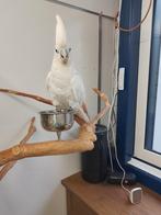 Jonge super tamme baby Ducorps Kakatoe man met DNA en getest, Dieren en Toebehoren, Vogels | Parkieten en Papegaaien, Mannelijk