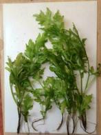 Eikenbladvaren, mooie grillige aquariumplant, Ophalen of Verzenden, Zo goed als nieuw, Plant(en), Steen of Hout