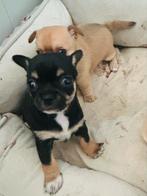 Chihuahua puppies nog 1 beschikbaar, Dieren en Toebehoren, Honden | Chihuahua's en Gezelschapshonden, 8 tot 15 weken, Teef, Parvo