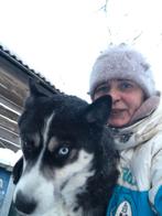 Husky Tornado, adoptiehond,shelterdog, Particulier, Rabiës (hondsdolheid), Reu, Buitenland