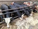 Stieren en blauwe pinken, Meerdere dieren