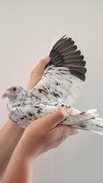 Bijzondere kleurpostduif, Dieren en Toebehoren, Vrouwelijk