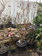 Magnolia Susan 160/175 kleur paars met wortelkluit nu /nooit, Tuin en Terras, Planten | Bomen, In pot, Halfschaduw, Lente, Overige soorten