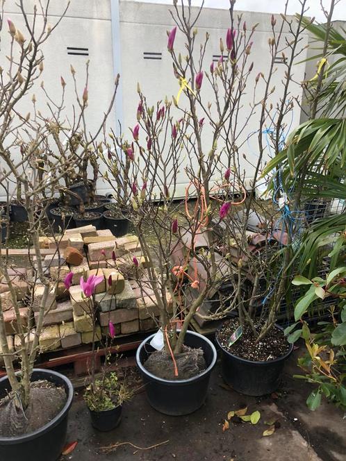 Magnolia Susan 160/175 kleur paars met wortelkluit nu /nooit, Tuin en Terras, Planten | Bomen, Overige soorten, 100 tot 250 cm