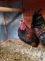 Serama, Dieren en Toebehoren, Pluimvee, Mannelijk, Kip