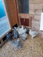 Brahma.s, Dieren en Toebehoren, Meerdere dieren, Kip