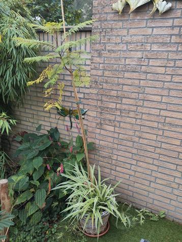Jacaranda mimosifolia - Prachtige Blauwe Regenboom beschikbaar voor biedingen