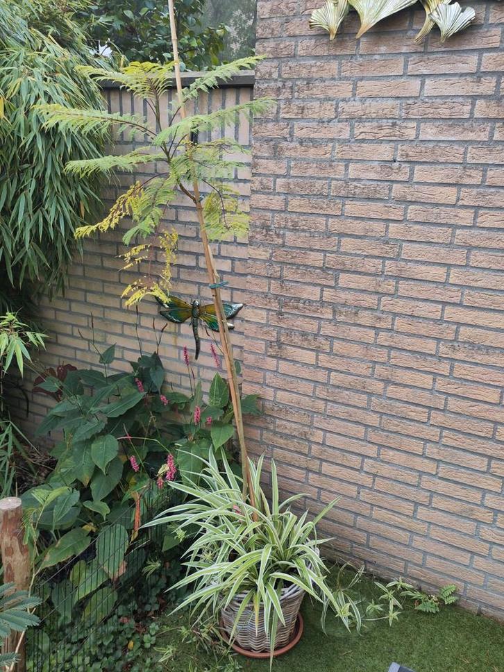 Jacaranda mimosifolia - Prachtige Blauwe Regenboom, Tuin en Terras, Planten | Tuinplanten, Overige soorten, Volle zon, Ophalen