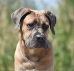 Mooie cane corso reu beschikbaar, Dieren en Toebehoren, Nederland, CDV (hondenziekte), 1 tot 2 jaar, Meerdere