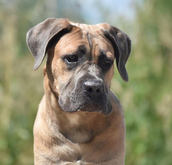 Mooie cane corso reu beschikbaar, Dieren en Toebehoren, Honden | Bulldogs, Pinschers en Molossers, Reu, Overige rassen, Fokker | Professioneel