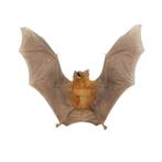Halloween SALE! Tot 20% korting op diverse artikelen!!, Ophalen of Verzenden, Nieuw, Overige soorten, Overige typen