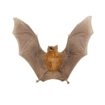 Halloween SALE! Tot 20% korting op diverse artikelen!!  beschikbaar voor biedingen