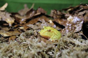 Ceratophrys cranwelli, gehoornde kikker beschikbaar voor biedingen