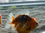 HQ Shorttail Oranda (Fancy Goldfish), Eén persoon, Overige typen