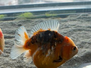 HQ Shorttail Oranda (Fancy Goldfish) beschikbaar voor biedingen