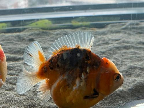 HQ Shorttail Oranda (Fancy Goldfish), Tickets en Kaartjes, Recreatie | Dierentuinen, Eén persoon, Overige typen