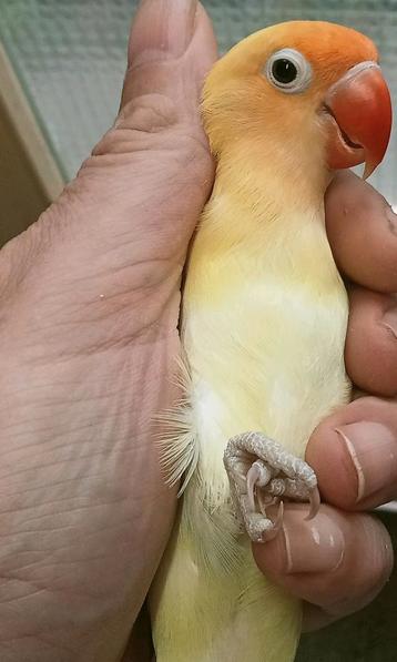 Prachtige piep jonge agapornis crème dec lovebirds  beschikbaar voor biedingen