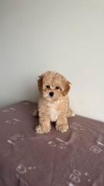 Mini maltipoo pups (Maltezer en Toy poedel), Parvo, Particulier, Overige rassen, 8 tot 15 weken