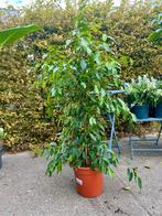 Ficus Benjamina Exotica 1,4m, Huis en Inrichting, Ophalen, Ficus, 100 tot 150 cm, Halfschaduw