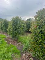 Photinia fraseri 'Red Robin', Tuin en Terras, Planten | Struiken en Hagen, Ophalen, Overige soorten, Struik, 100 tot 250 cm