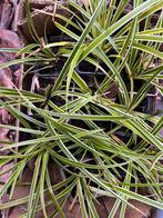 Stekjes grasplant zegge ‘Carex morrowii’, Tuin en Terras, Planten | Tuinplanten, Ophalen, Vaste plant, Siergrassen, Halfschaduw